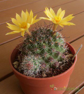 A photo of Mammillaria beneckei
