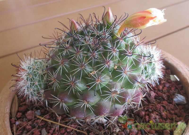A photo of Mammillaria beneckei