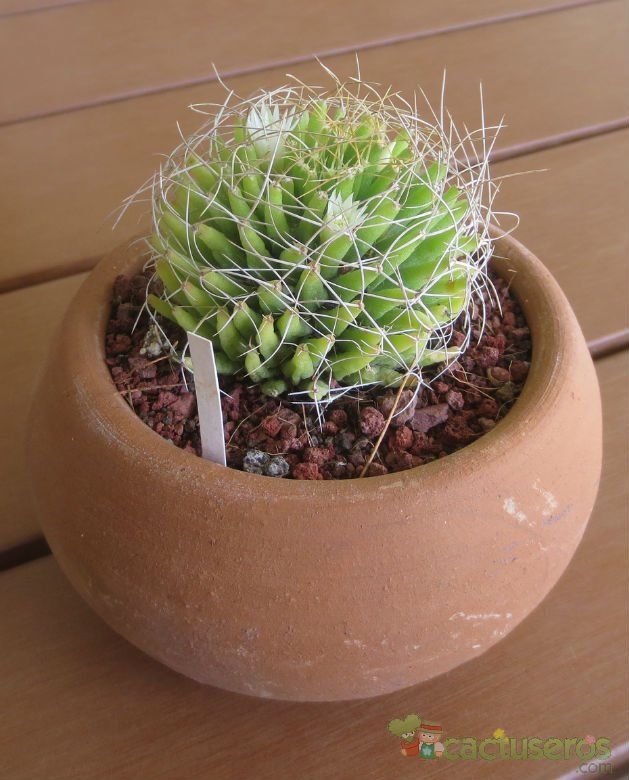 A photo of Mammillaria decipiens ssp. albescens
