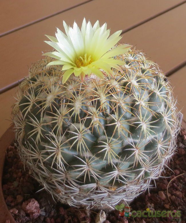 Una foto de Coryphantha pallida subsp. pseudoradians