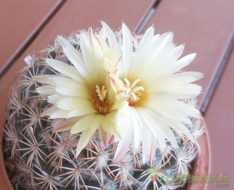 Una foto de Coryphantha pallida subsp. pseudoradians