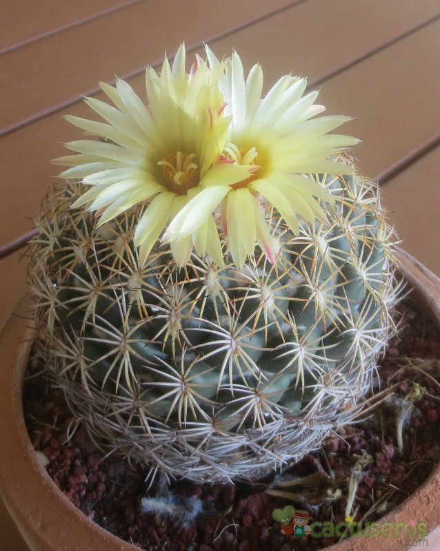 Una foto de Coryphantha pallida subsp. pseudoradians