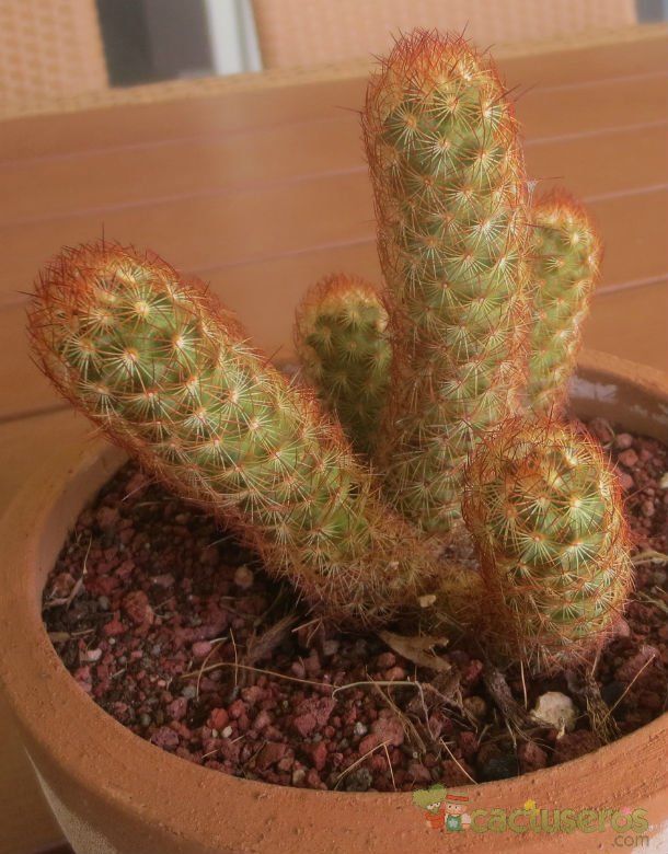 A photo of Mammillaria elongata