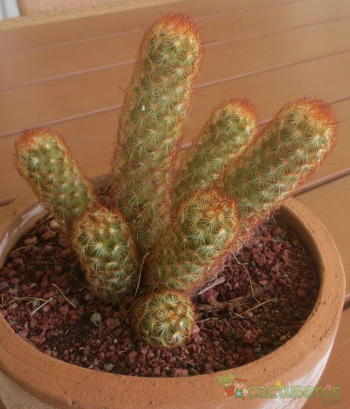 A photo of Mammillaria elongata