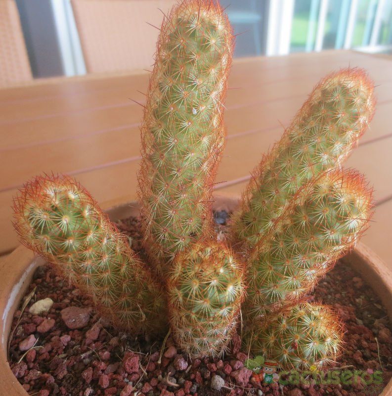 A photo of Mammillaria elongata