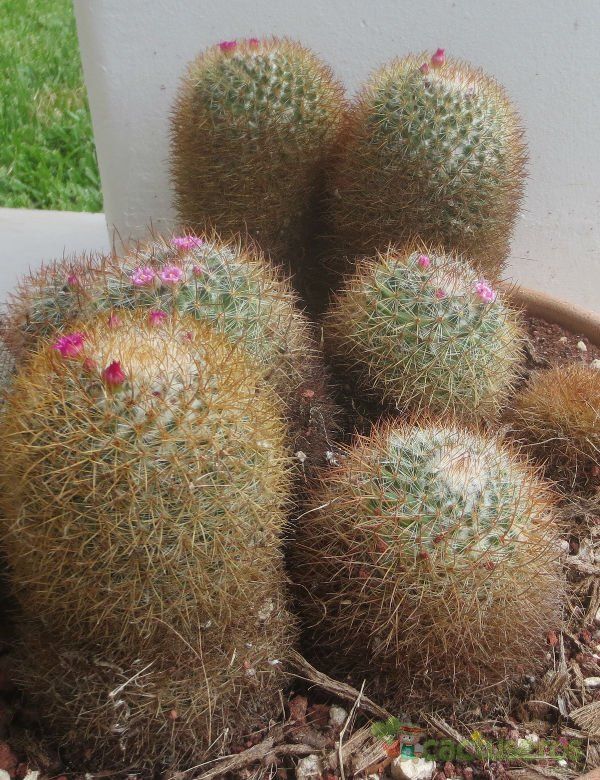 A photo of Mammillaria rhodantha ssp. rhodantha