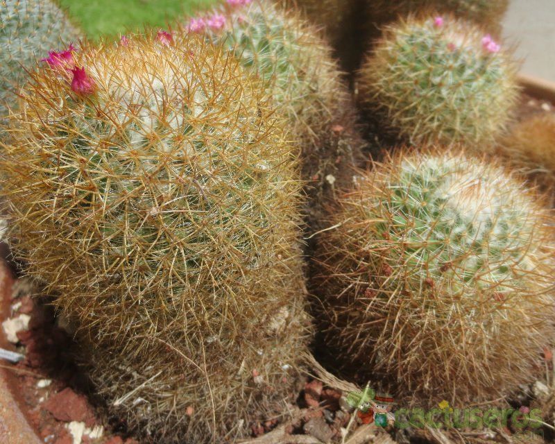 A photo of Mammillaria rhodantha ssp. rhodantha