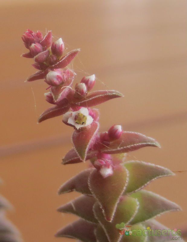 A photo of Crassula capitella ssp. thyrsiflora 