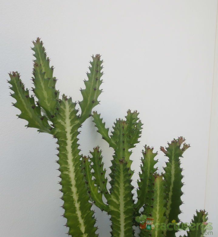 A photo of Euphorbia lactea