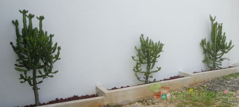 A photo of Euphorbia lactea