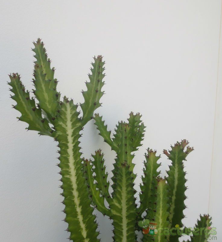 A photo of Euphorbia lactea