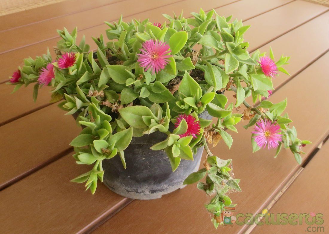 Una foto de Mesembryanthemum cordifolium