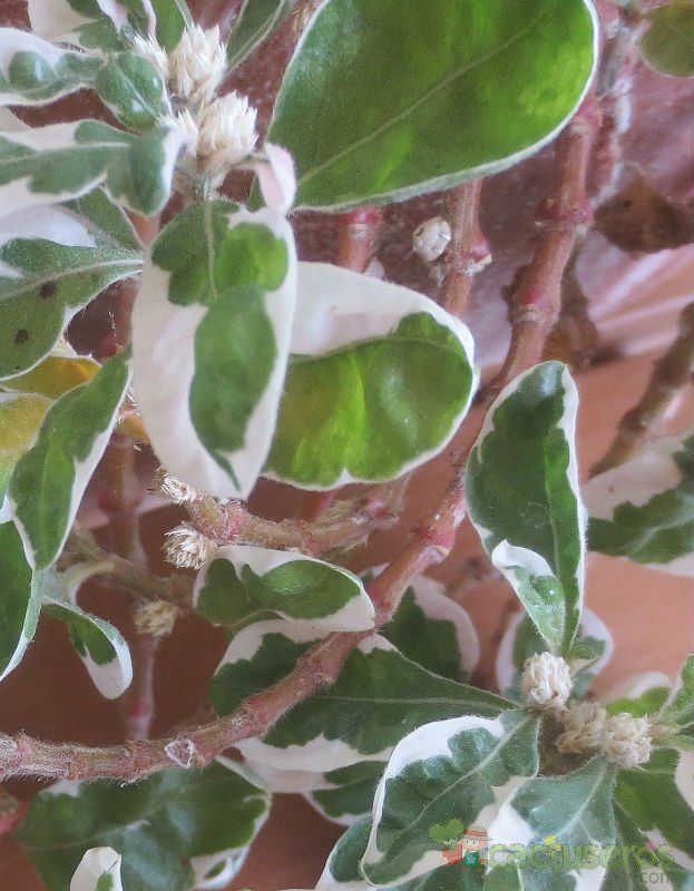 Una foto de Peperomia obtusifolia fma. variegada