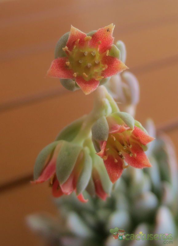 A photo of Pachyveria x Clavifolia (Pachyphytum bracteosum x Echeveria rosea) (HIBRIDO)