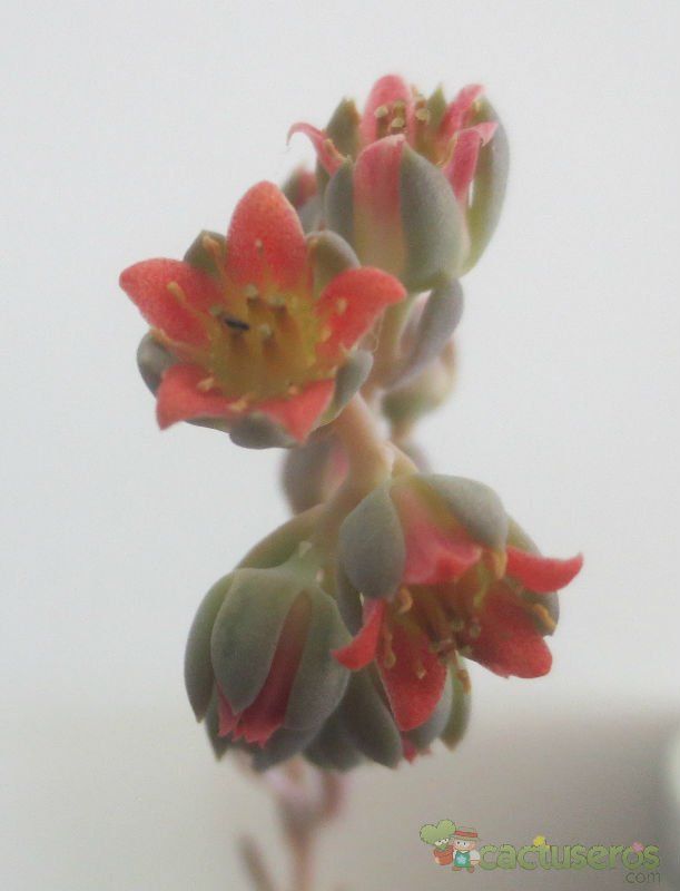 Una foto de Pachyveria x Clavifolia (Pachyphytum bracteosum x Echeveria rosea) (HIBRIDO)