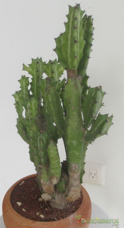 Una foto de Euphorbia pseudocactus