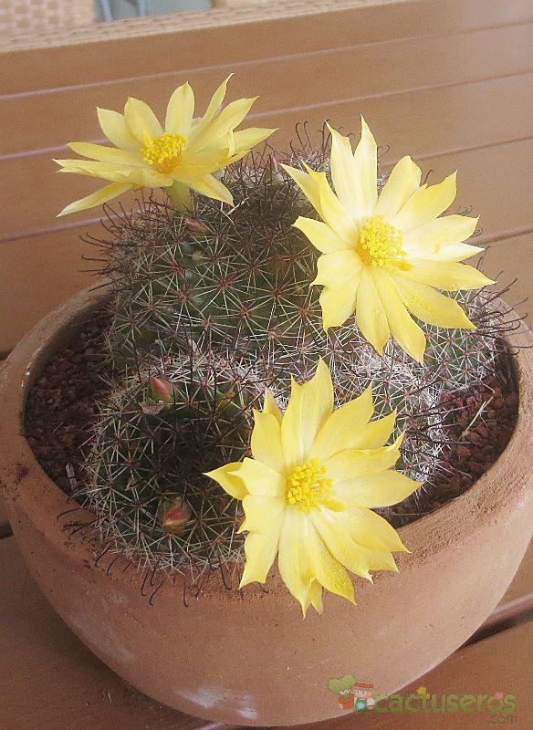 A photo of Mammillaria beneckei