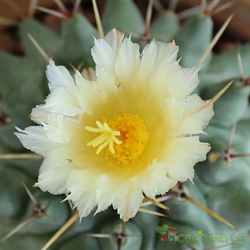 Una foto de Coryphantha pallida subsp. pseudoradians