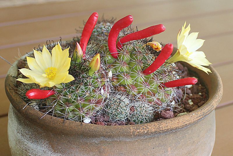 A photo of Mammillaria beneckei