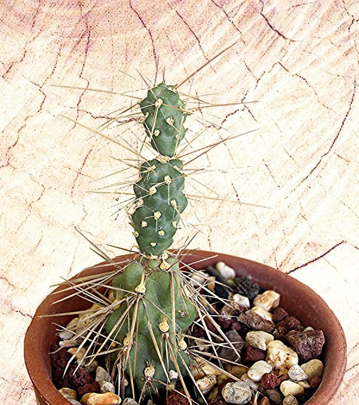 Foto de un cactus que se está identificando actualmente