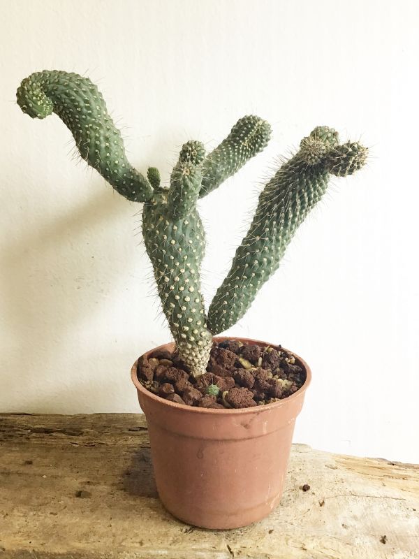 Una foto de Cylindropuntia fulgida fma. monstruosa