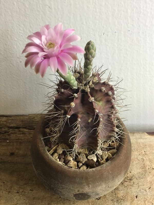 Una foto de Gymnocalycium mihanovichii