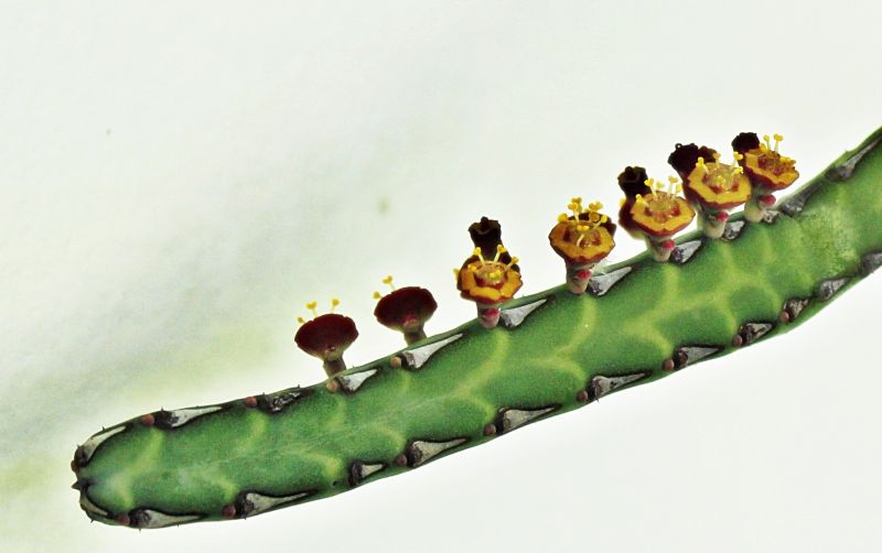 A photo of Euphorbia heterochroma