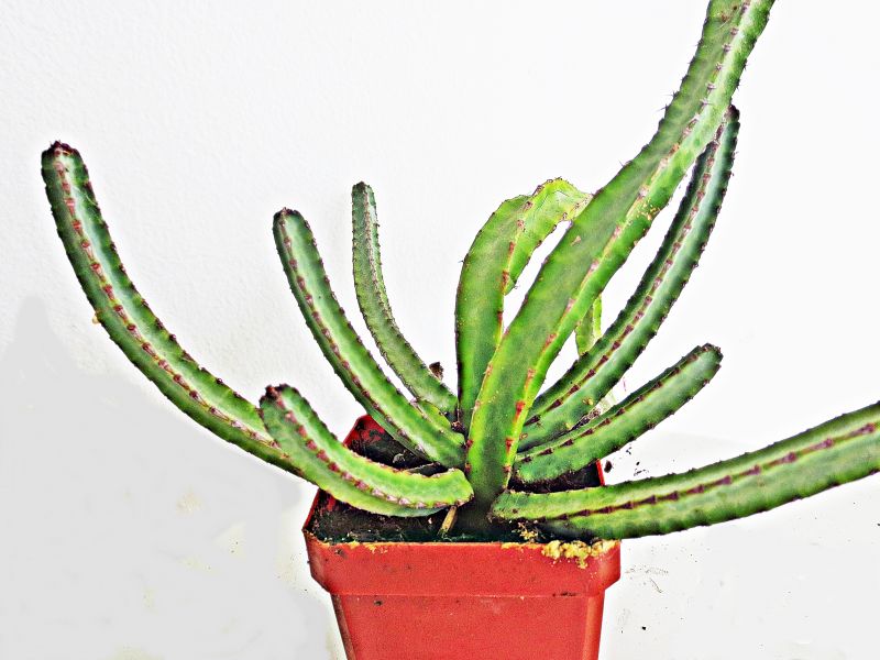 A photo of Euphorbia heterochroma