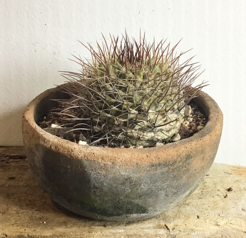 Photo of a cactus currently being identified