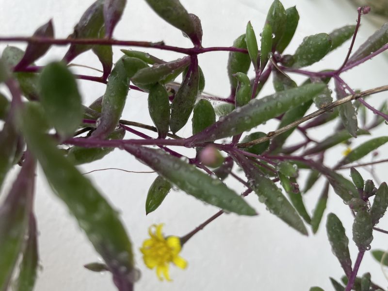 A photo of Othonna capensis