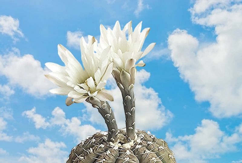 A photo of Gymnocalycium ragonesei