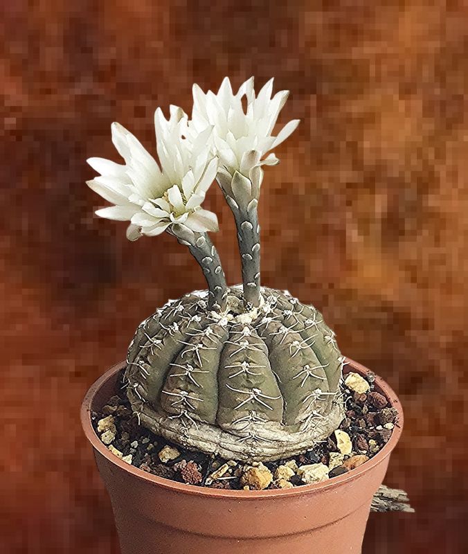 A photo of Gymnocalycium ragonesei