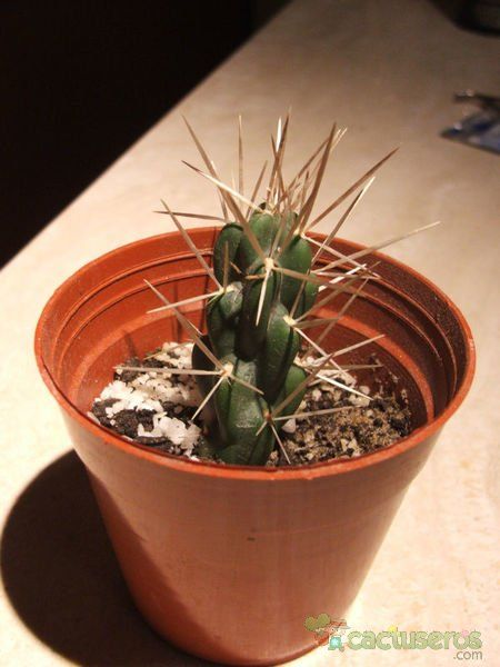 Una foto de Cylindropuntia tunicata