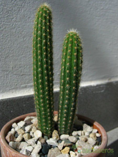 A photo of Cleistocactus samaipatanus
