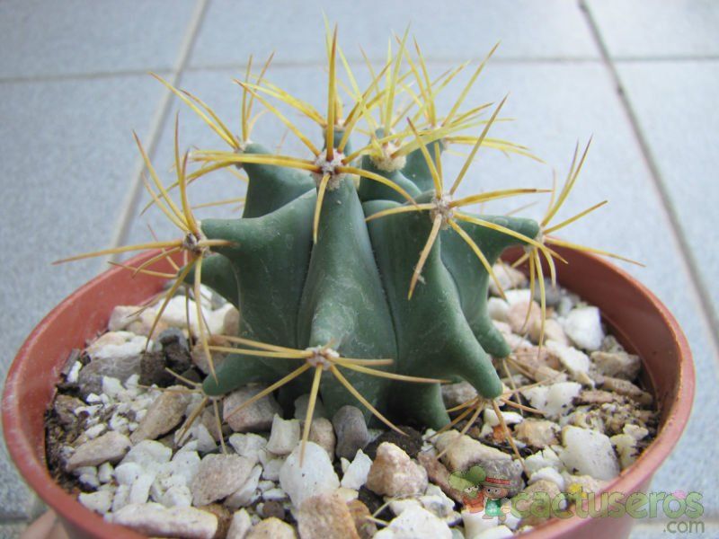 A photo of Ferocactus glaucescens