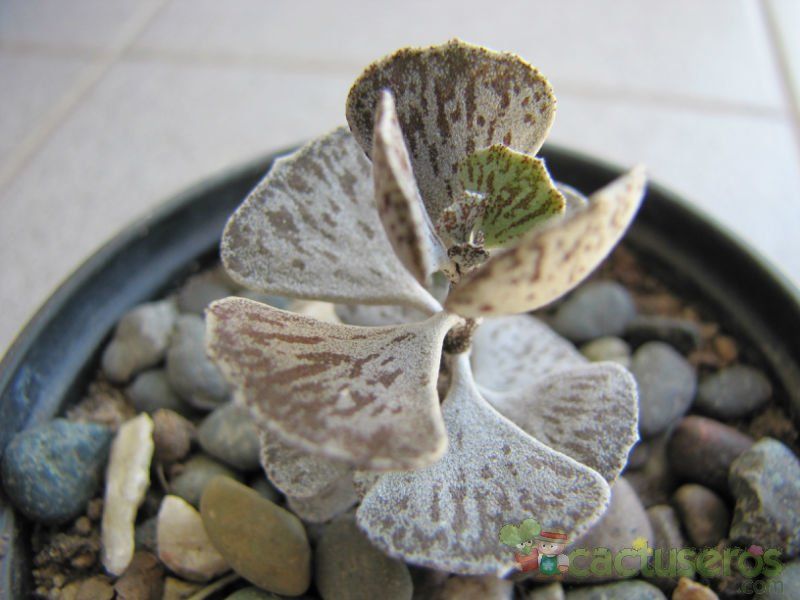 A photo of Kalanchoe rhombopilosa