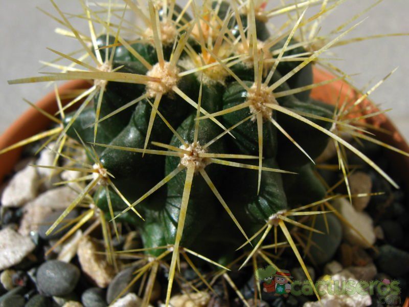 Una foto de Echinocactus grusonii