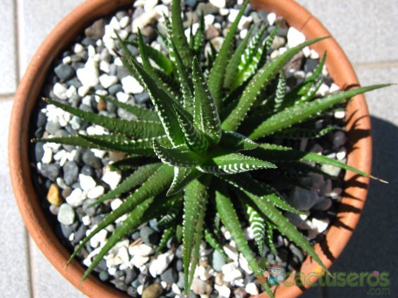 A photo of Haworthia fasciata