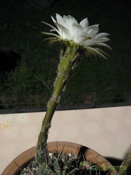 Una foto de Echinopsis rhodotricha