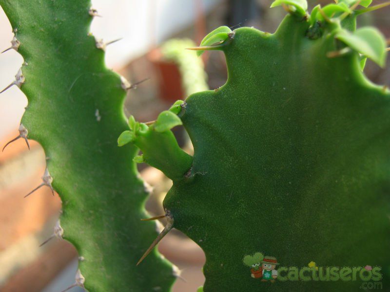 Una foto de Euphorbia triangularis
