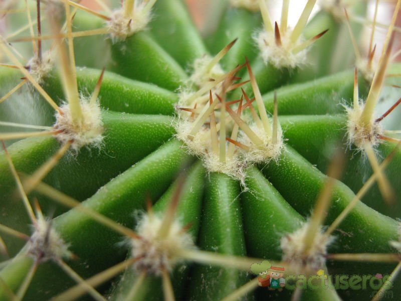A photo of Echinopsis rhodotricha ssp. chacoana