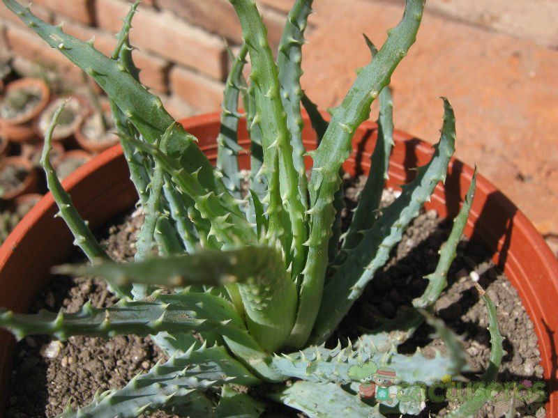 Una foto de Aloe florenceae
