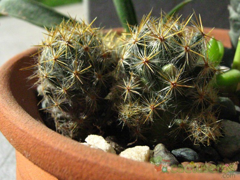 A photo of Mammillaria prolifera