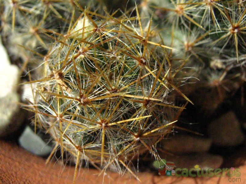 A photo of Mammillaria prolifera