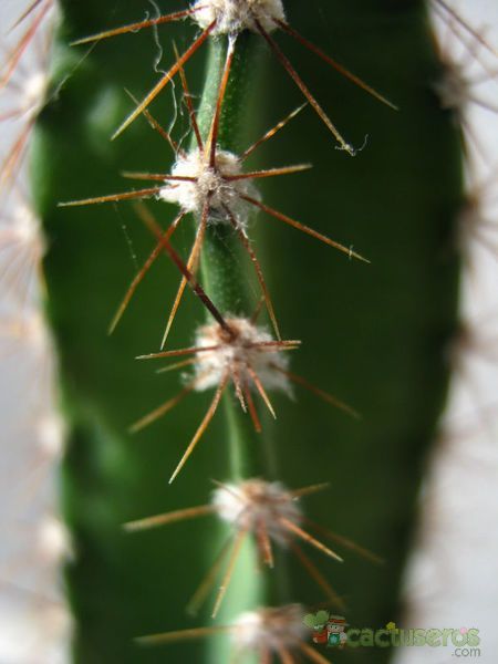 A photo of Cereus hildmannianus