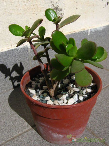 A photo of Crassula ovata