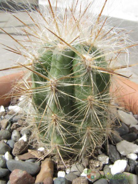 A photo of Oreocereus celsianus