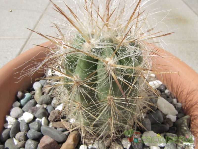A photo of Oreocereus celsianus