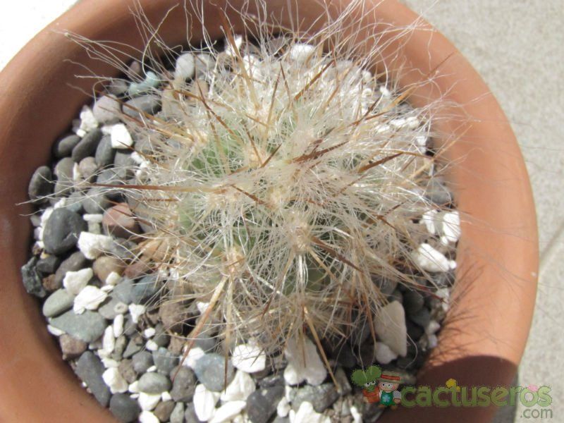 A photo of Oreocereus celsianus