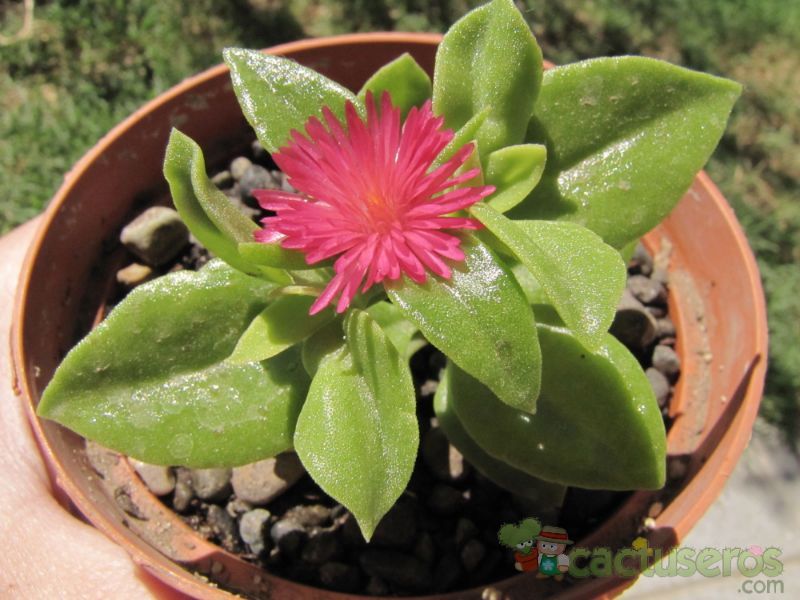 A photo of Mesembryanthemum cordifolium